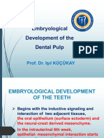 DENT215 Embryological Development of The Dental Pulp Prof. Dr. Işıl Küçükay