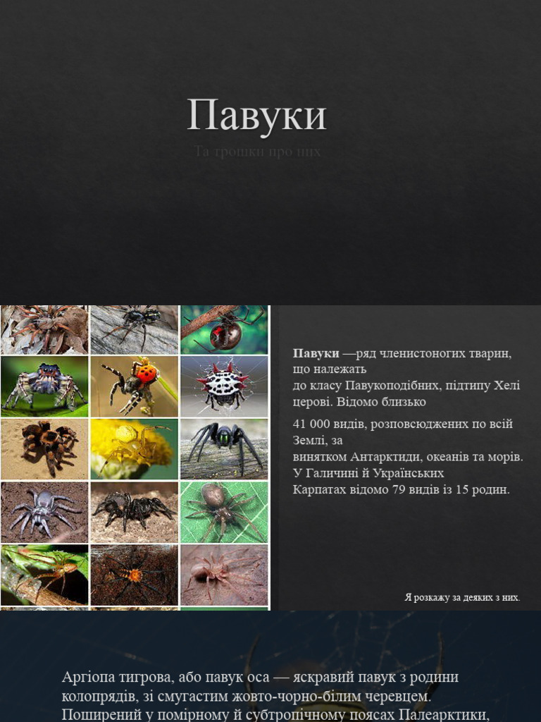 Дідухи павуки