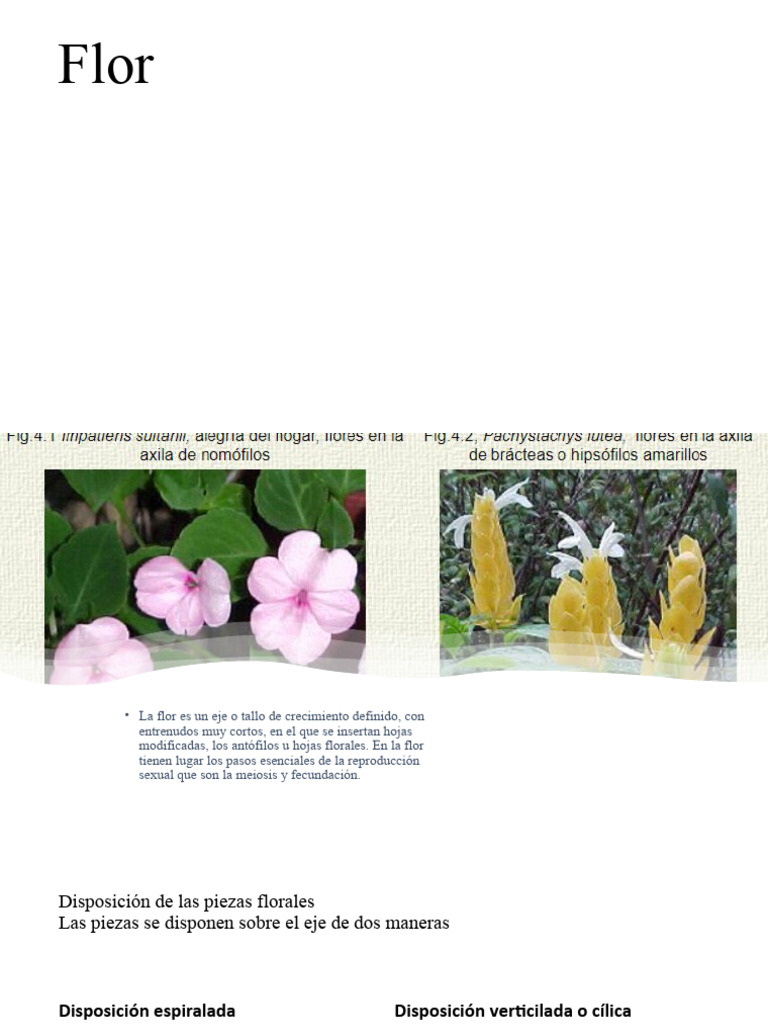 Flores | PDF | Flores | Plantas
