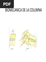 Anatomía y Función de la Columna Lumbar | PDF | La columna vertebral ...