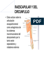 Presentacion Musculos Circunflejo y Supraescapular