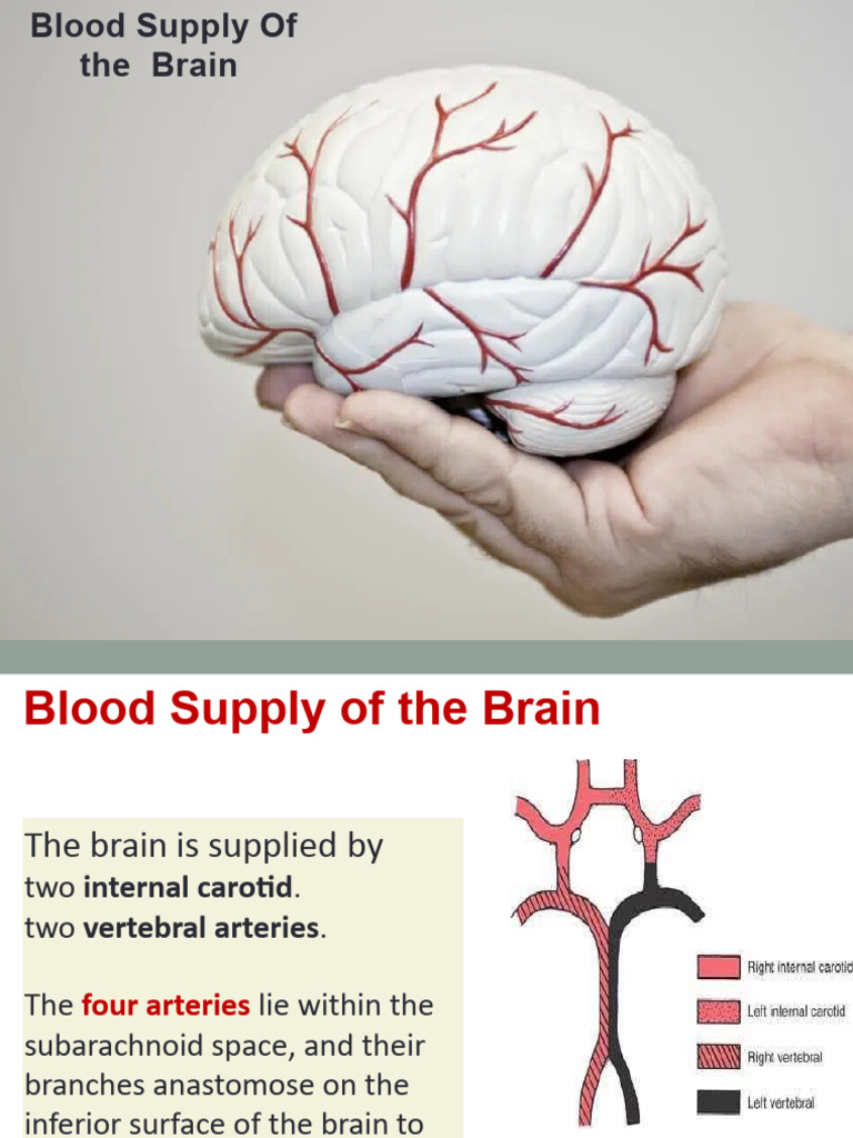 Blood Supply of Brain | PDF | Common Carotid Artery | Human Anatomy