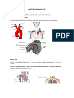 Arteria Subclavia