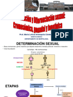 Determinación y Diferenciación Sexual 2023
