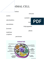 The Animal Cell