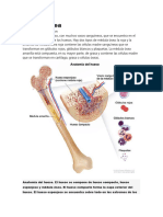 Médula Ósea
