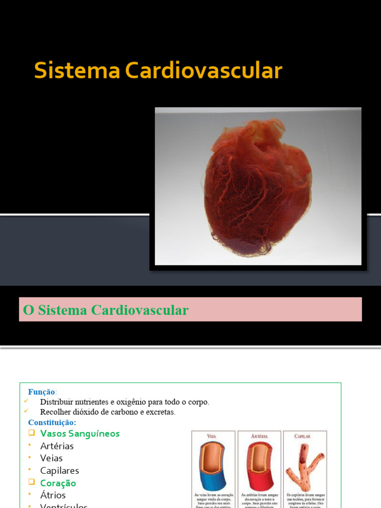 Sistema Cardiovascular Resumo Pdf Sistema Circulatório Veia