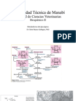 Bioquímica II Metabolismo Del Glucógeno