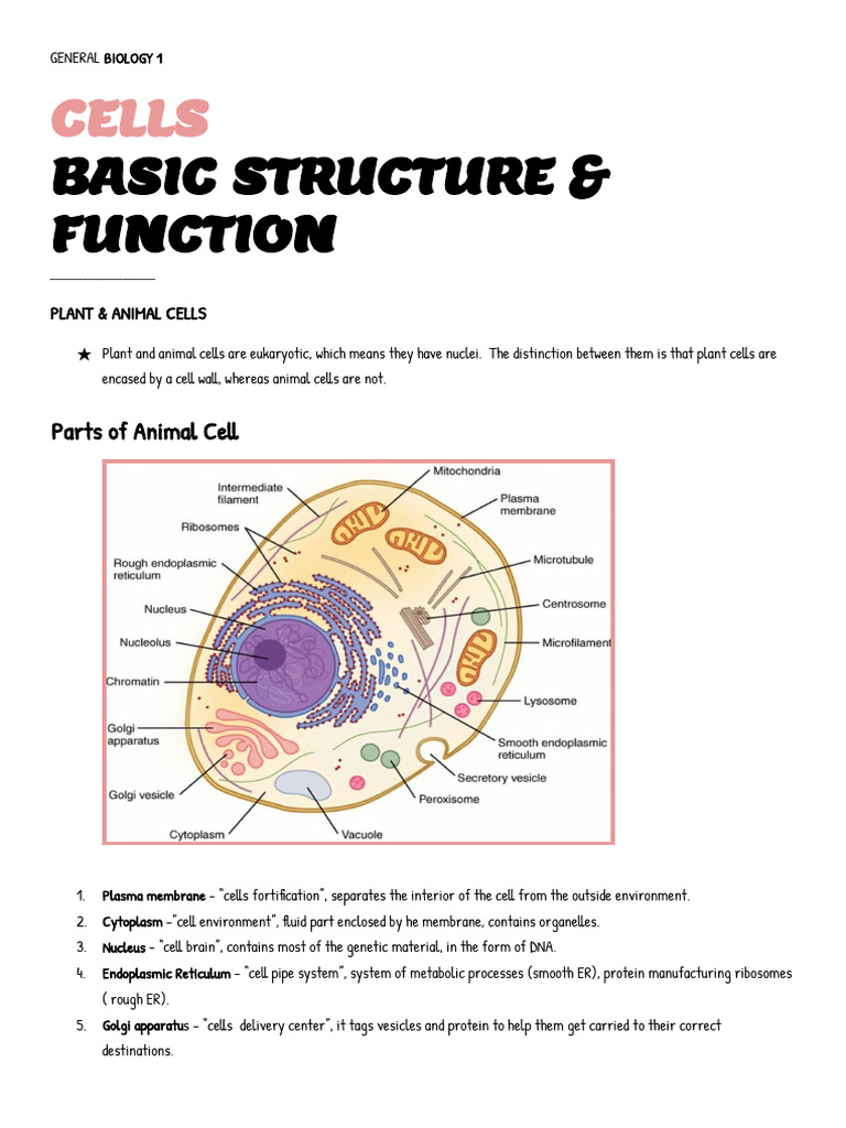 Cells Basic Function & Structure | PDF | Cell (Biology) | Endoplasmic ...