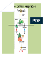 Anaerobic Respiration 2013