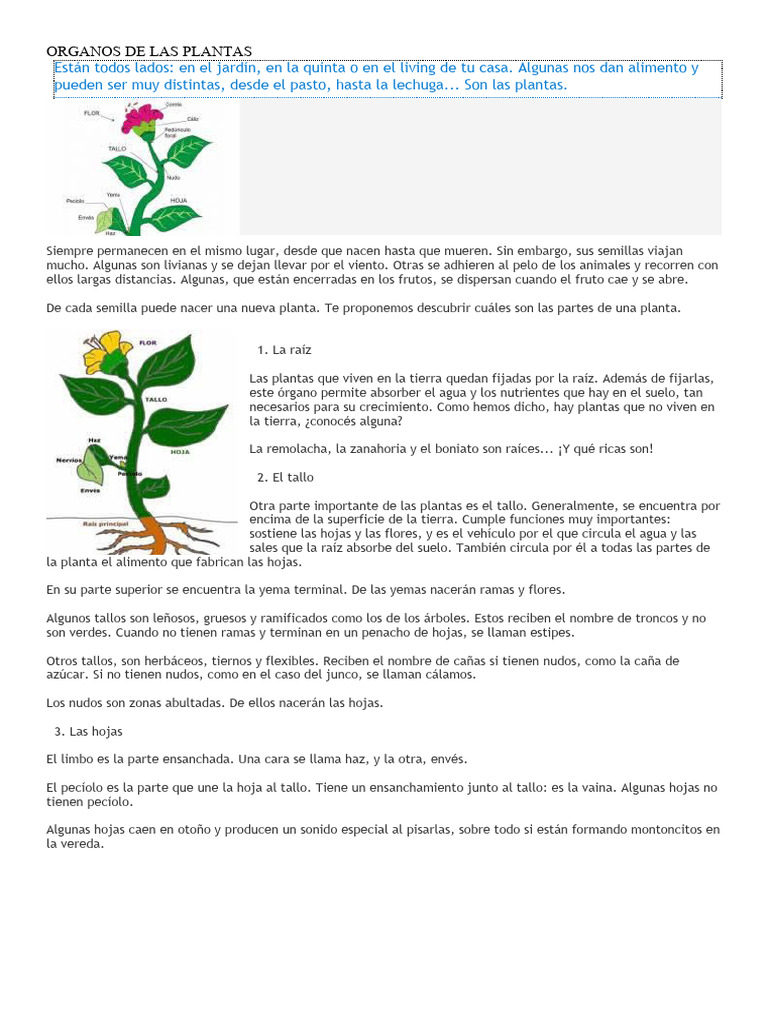 Órganos y funciones de las plantas | PDF | Hoja | Tallo de la planta