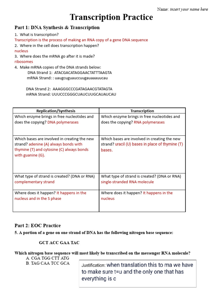 Transcription Practice Worksheet | PDF | Rna | Dna