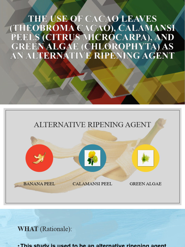 The Use of Cacao Leaves Theobroma Cacao PDF