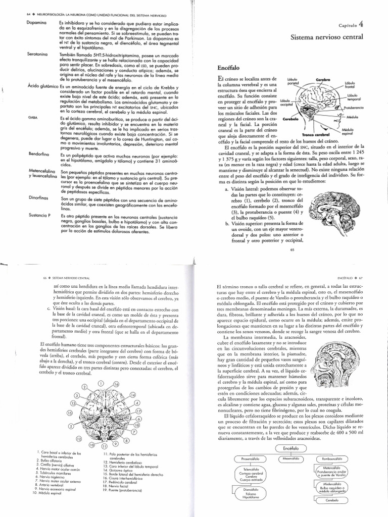 SNC Cerebro Introduccion A Las Neurociencias Mireya Frausto | PDF