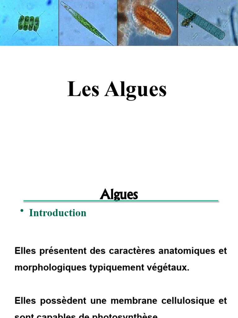 Classification et caractéristiques des algues PDF Eucaryotes — free download