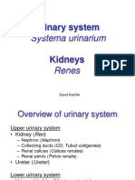 Urinary