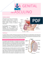 Sistema Reproductor Masculi