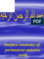 2-Mandibular Incisors