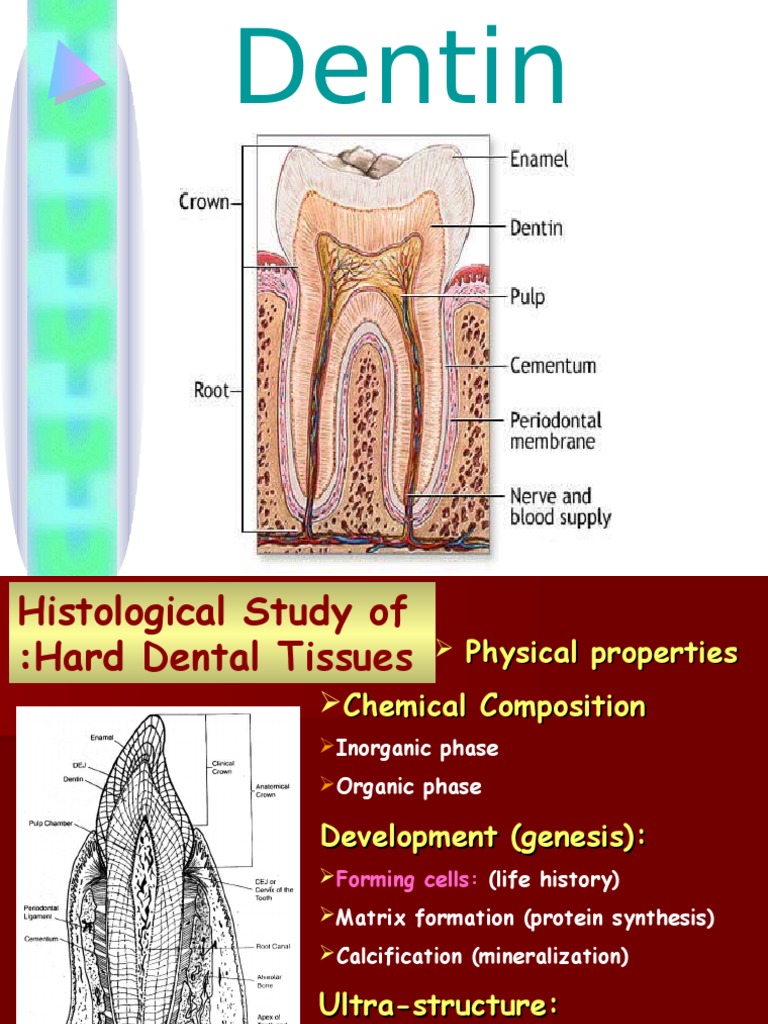 DDentinLec 1 PDF Dentin Dental Anatomy