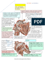 Musculos Del Hombro