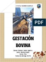 Gestacion Bovina - Karina Limpis 7mo