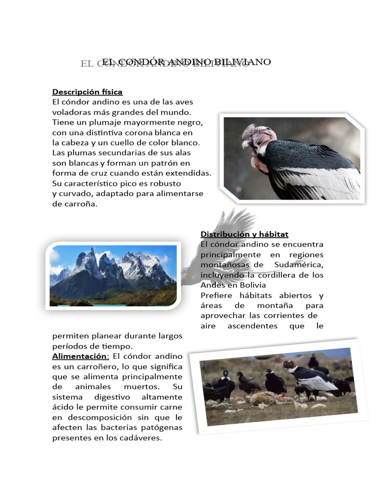 El Condór Andino Biliviano | PDF | Aves