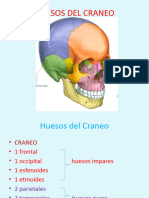 Huesos Del Craneo y Cara