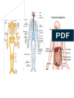 Sistemas Cuerpo Humano