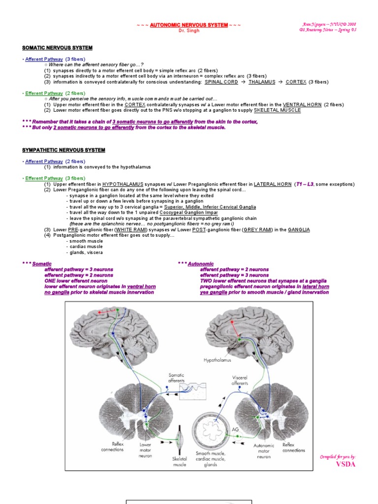 7 Autonomic | PDF | Autonomic Nervous System | Nervous System
