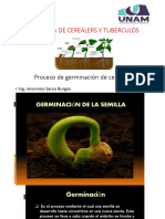 Proceso de Germinacion de Granos