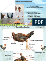 Anatomi Dan Fisiologi Unggas Ayam Kampung Kacuk