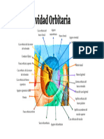 Cara Orbitaria Del Hueso Frontal