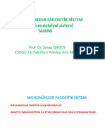 Mononükleer Fagositik Sistem (Retiküloendotelyal Sistem (Res) ) Tanımı