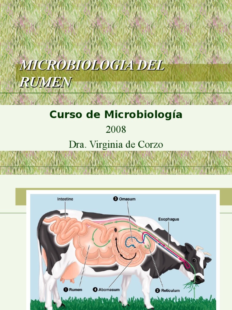 Microbiologia Del Rumen | Rumiante | Las bacterias