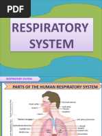 Respiratory System