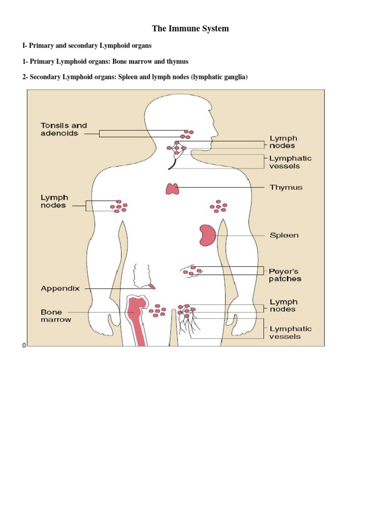 Immune system course and images PDF Major
