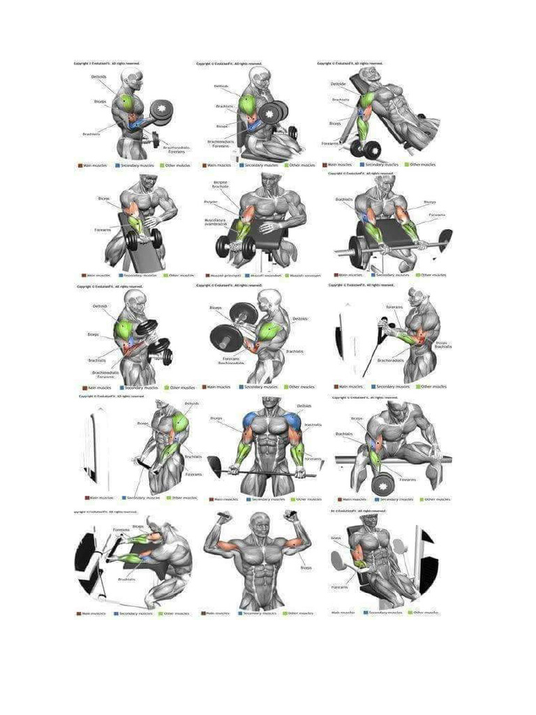 MUSCULATION | PDF