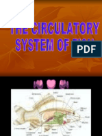 Circulatory System