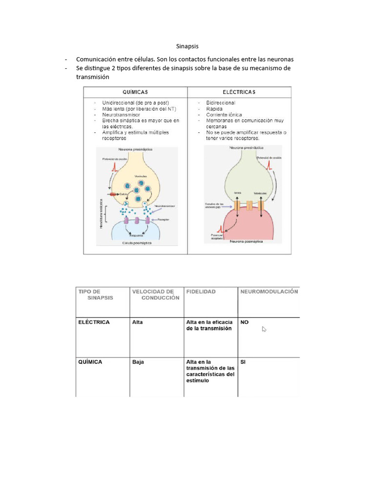 Tipos y Funciones de la Sinapsis Neuronal | PDF | Sinapsis | Sinapsis ...