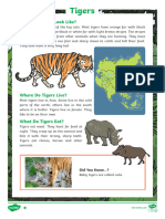 All About Tigers Reading Comprehension