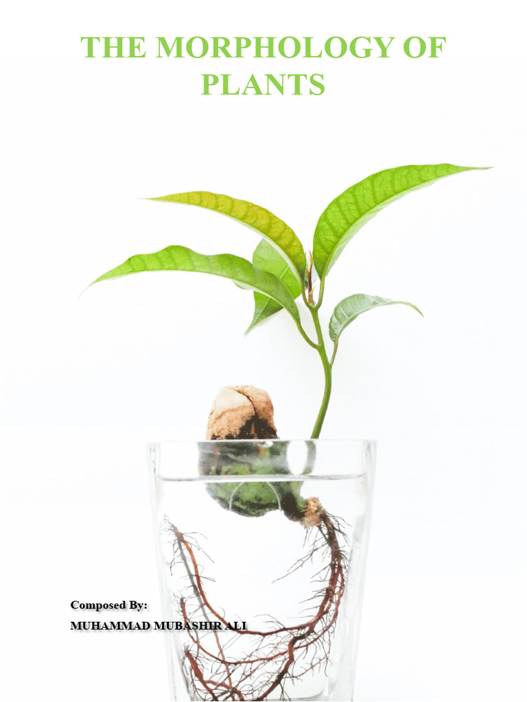 The Morphology of Plants | PDF | Leaf | Root