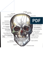 Atllas - Osteologjia e Anatomi 2