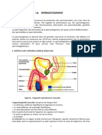 SPERMATOGENESE