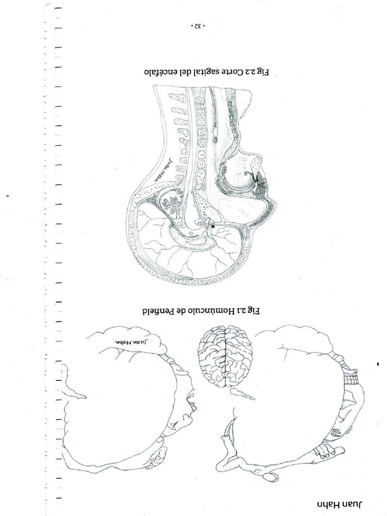 Scan pdf