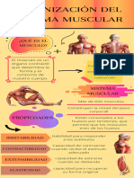 Infografía Sistema Muscular