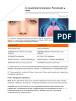 Partes Del Aparato Respiratorio Humano Funciones y Cuidados Especiales