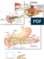 Clase 5 Pancreas Endocrino