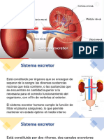 Fisiologia 5