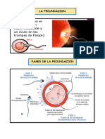 Relacion Periodo Embrionario y Fetal