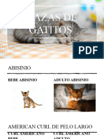 Razas de Gatitos